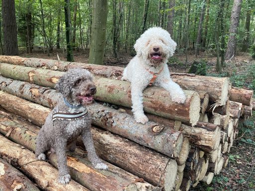 Lagotto Romagnolo